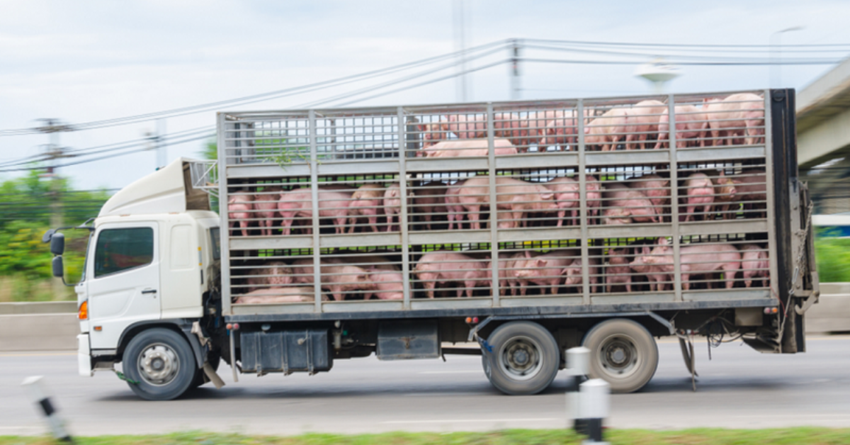 Reducing the spread of antimicrobial resistance during animal transport: EFSA outlines mitigation measures