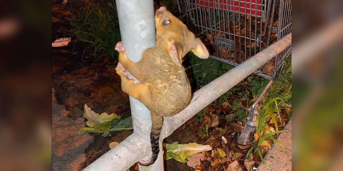 Rescuers Save Little Animal Found All Alone Clinging To Pole