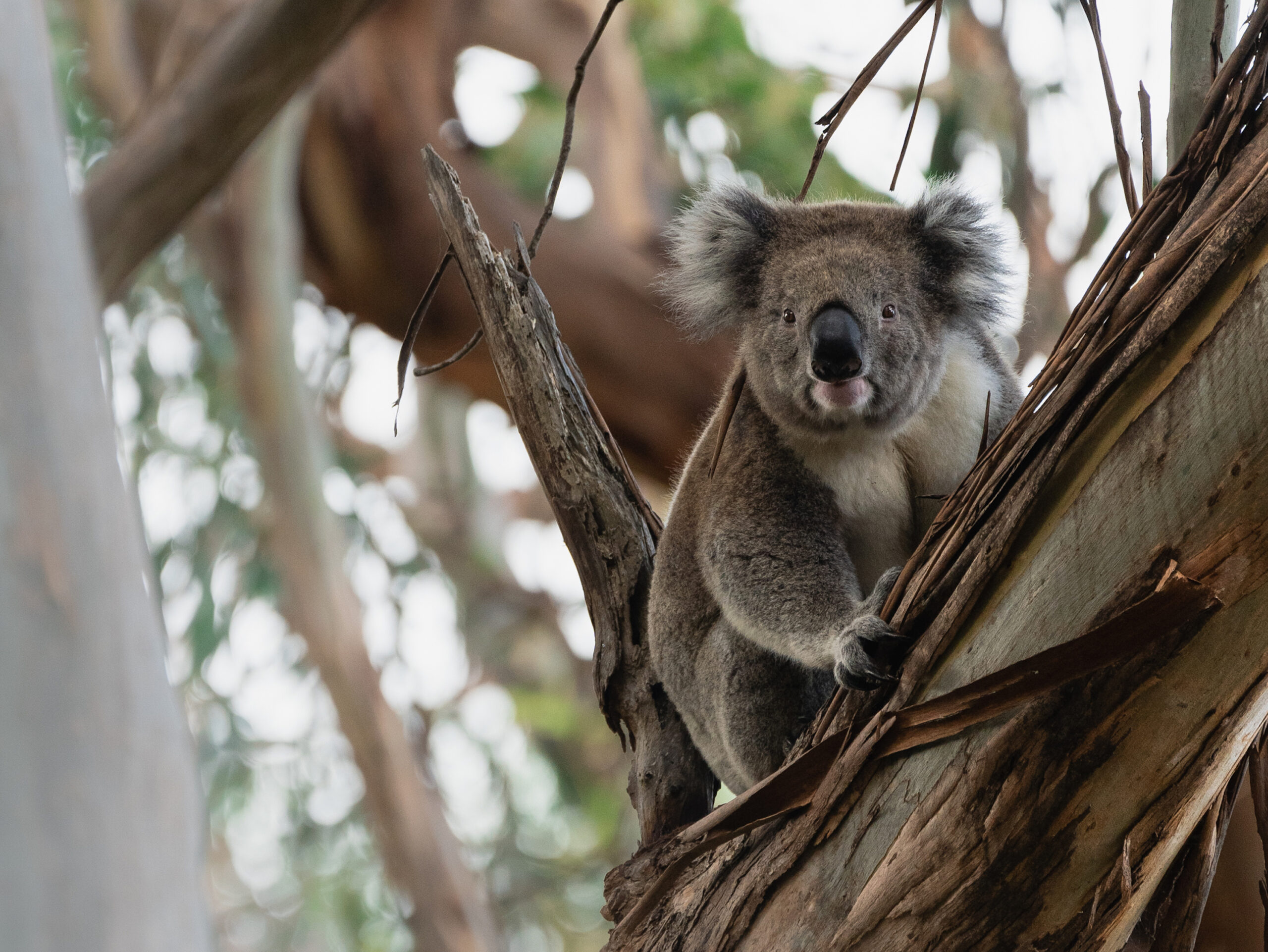 Rescuing Australia's Wildlife One Animal at a Time