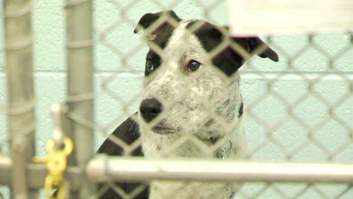 Roanoke Valley animal shelters host adoption event for over 500 pets