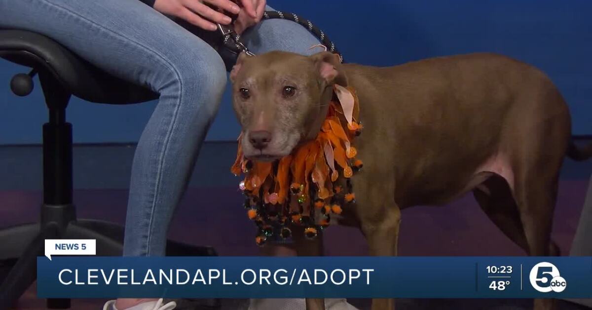 Roxy Ann is Cleveland Animal Protective League's Pet of the Week