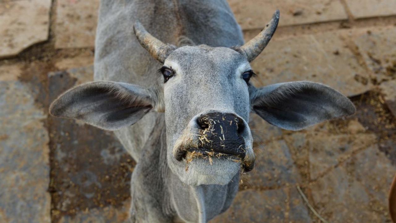 SC refuses to entertain plea to declare cow as national animal
