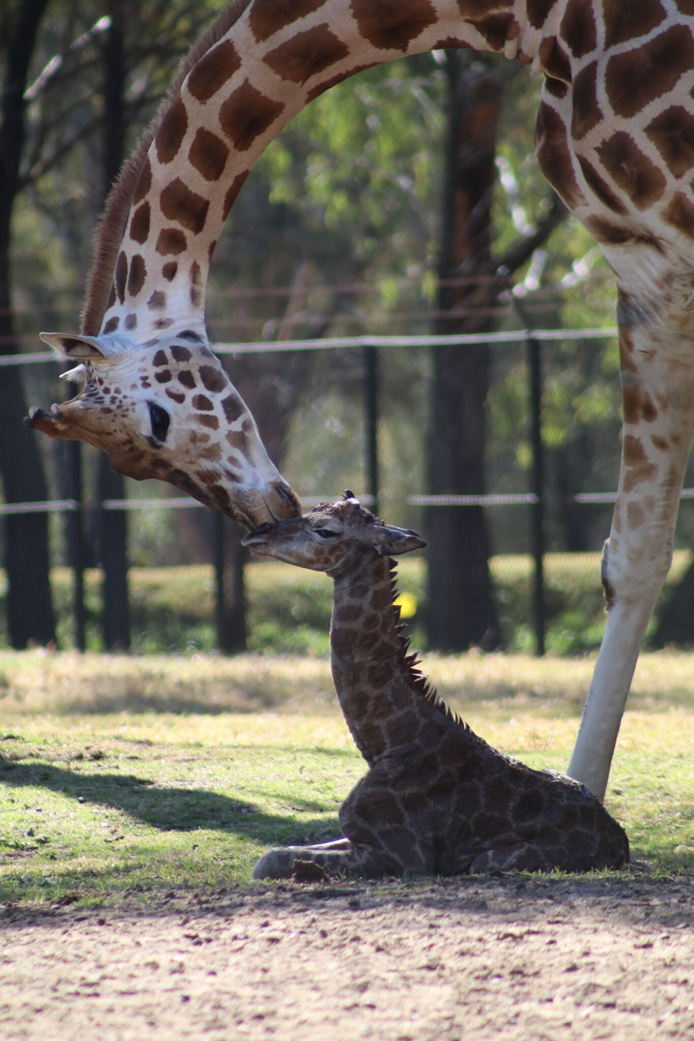 Giraffe calf and his mother at Taronga Western Plains Zoo