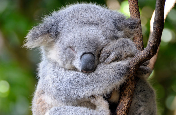 September is Save the Koala Month