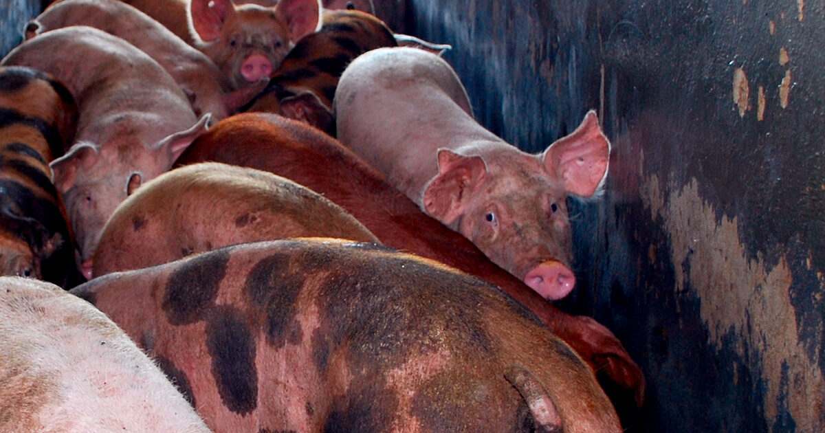 Spain’s Slaughterhouses Required To Install Surveillance Cameras