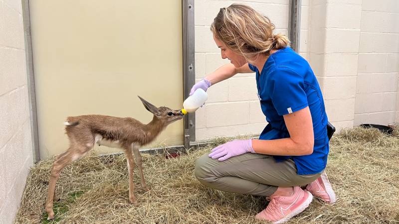 Springbok Baby Born at Disney’s Animal Kingdom Lodge at Walt Disney World