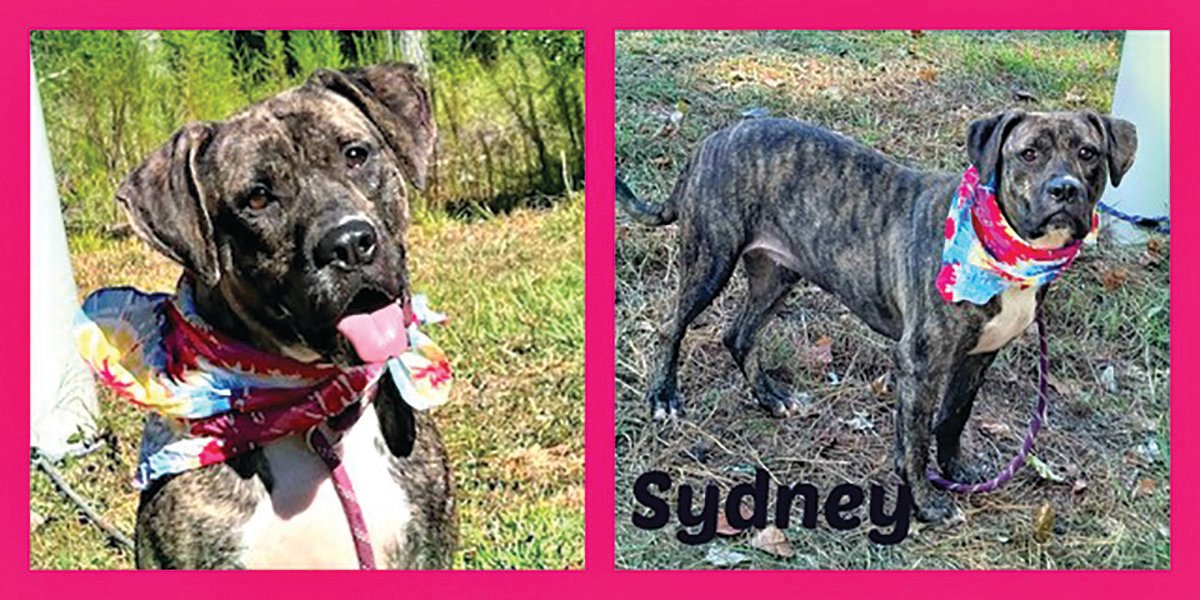 Sumter Animal Control's Sydney needs someone to open their heart and home to her