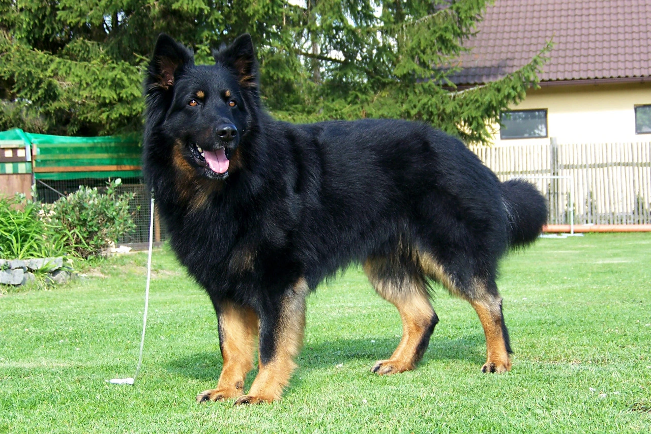 biggest german shepherd breed