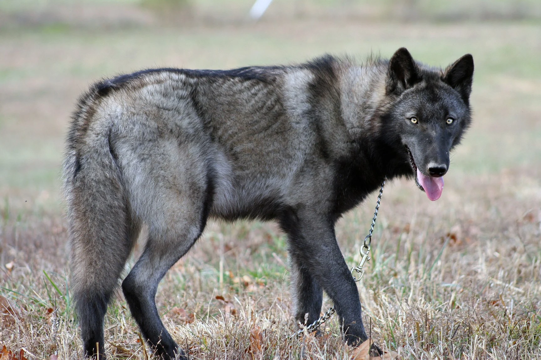 black tundra wolf