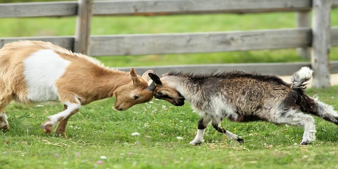 The Fun Breeds of Goat – Pygmy & Fainting Goats