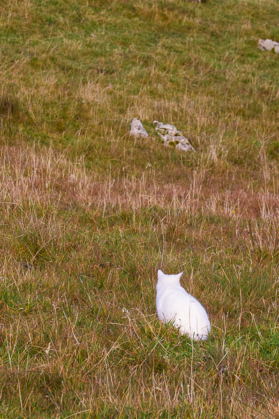The Great White Hunter | My Shetland