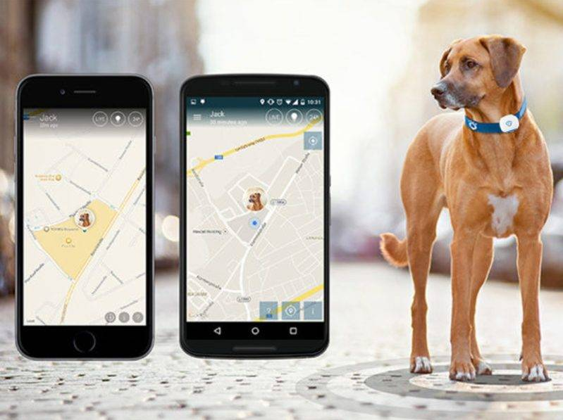 The Ultimate Pet Safety With GPS Trackers