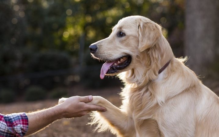 The importance of healthy animals for the wellbeing of pet owners – EURACTIV.com