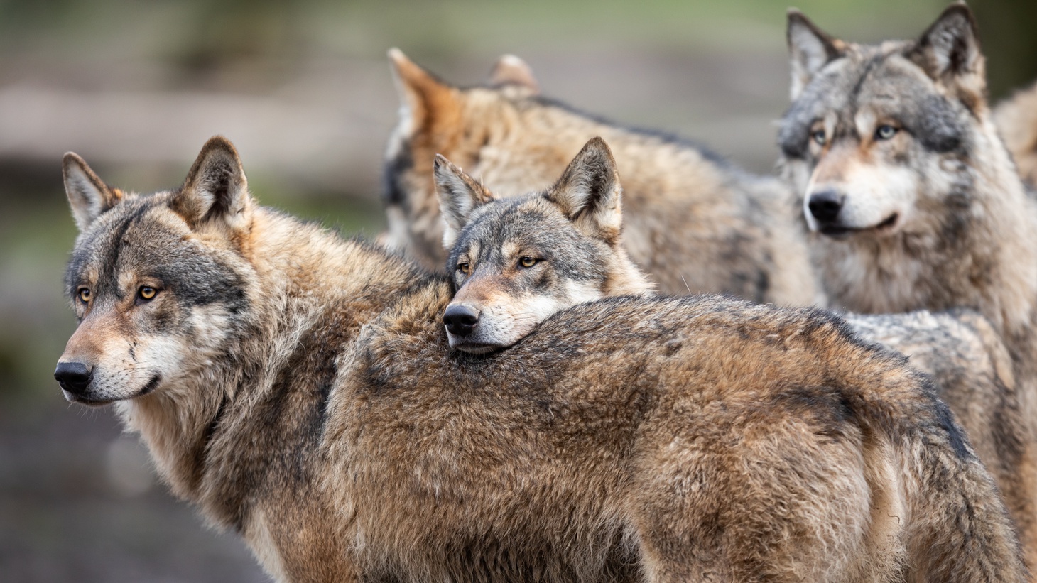 “Wolves are animals that, by nature, live in … family groups,” says naturalist Carl Safina. “They hunt together cooperatively, but what they hunt and how they hunt can differ a lot from region to region. And it can even differ a lot from family to family in the same place.”