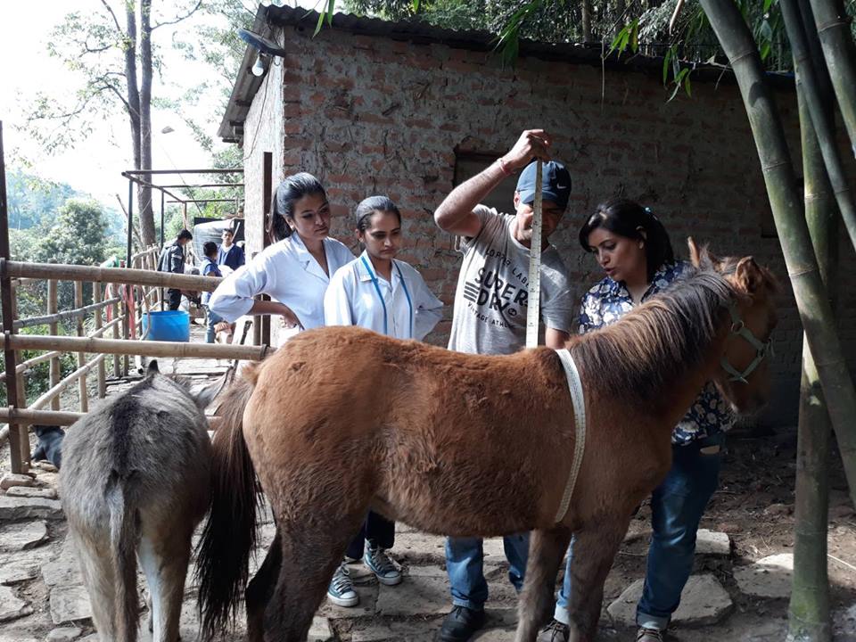 Training for veterinary students | Animal Nepal's Blog