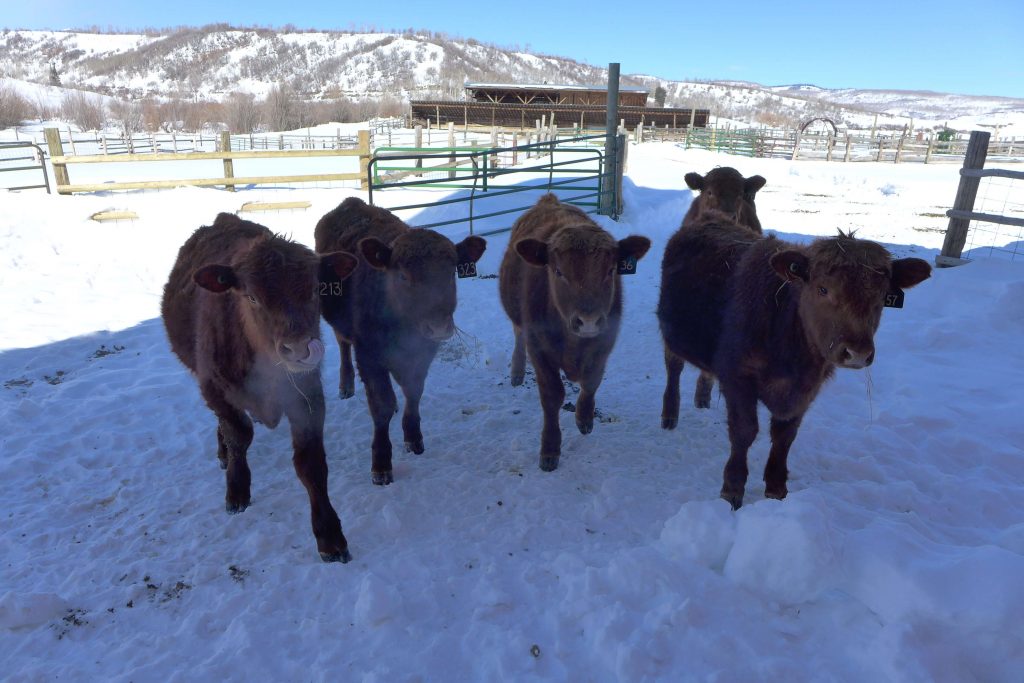 Training on sheltering animals during disasters available to Eagle County residents