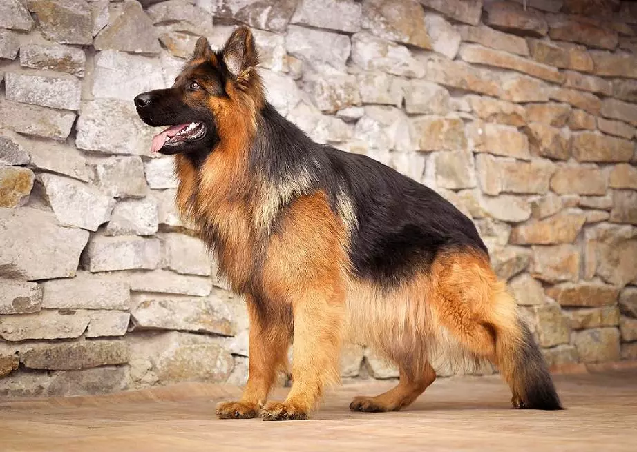 Ultimate Guide For The Long Haired German Shepherd