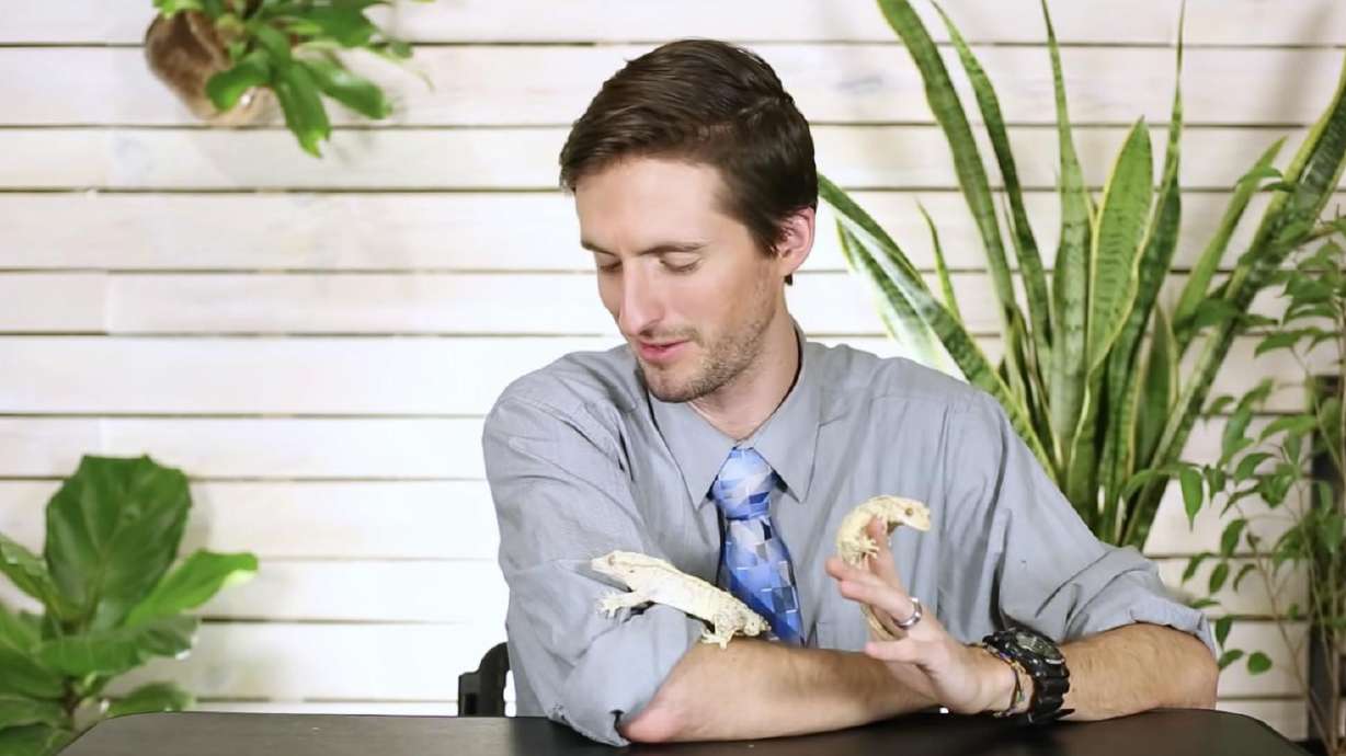 Clint Laidlaw, of Springville, exhibits crested geckos on his YouTube channel.