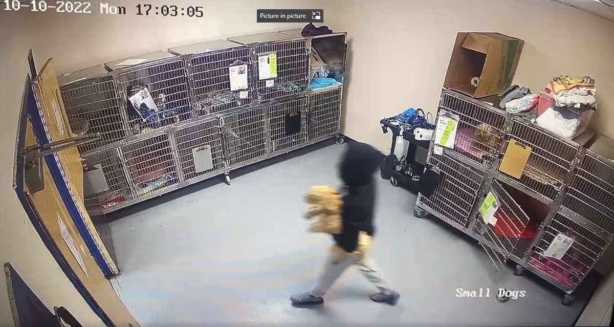 Video Shows Man Stealing Dog from Philly Animal Shelter – NBC10 Philadelphia