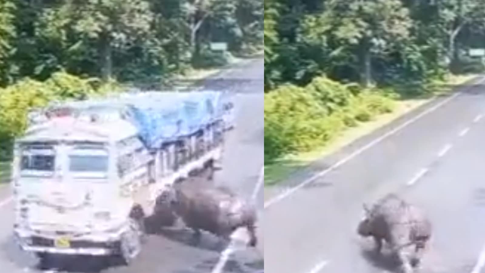 Video of Truck Hitting a Rhino at an Animal Corridor in Assam Leaves Netizens Enraged
