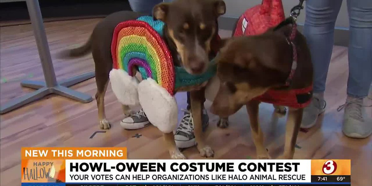 Vote for Halo Animal Rescue pets in national HOWL-oween contest