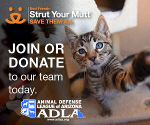 WHETHER YOU’RE A CAT PERSON OR A DOG PERSON, COME STRUT WITH ADLA!