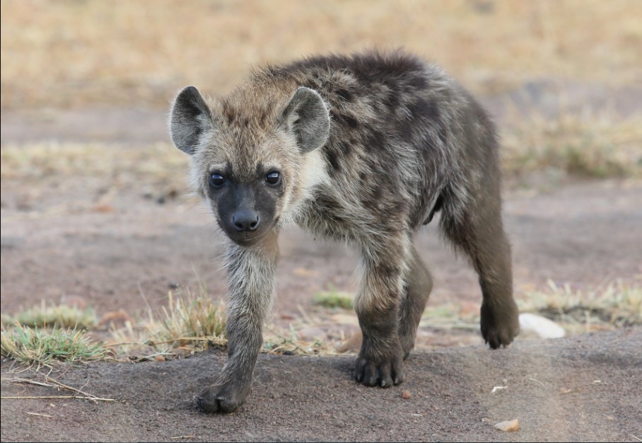 hyena for sale