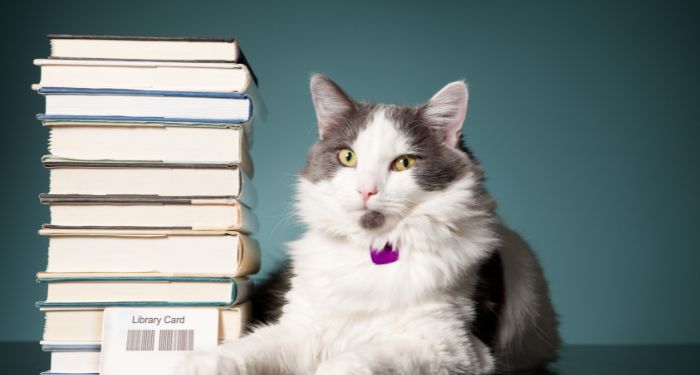 a white and gray cat next to a stack of books and a library card