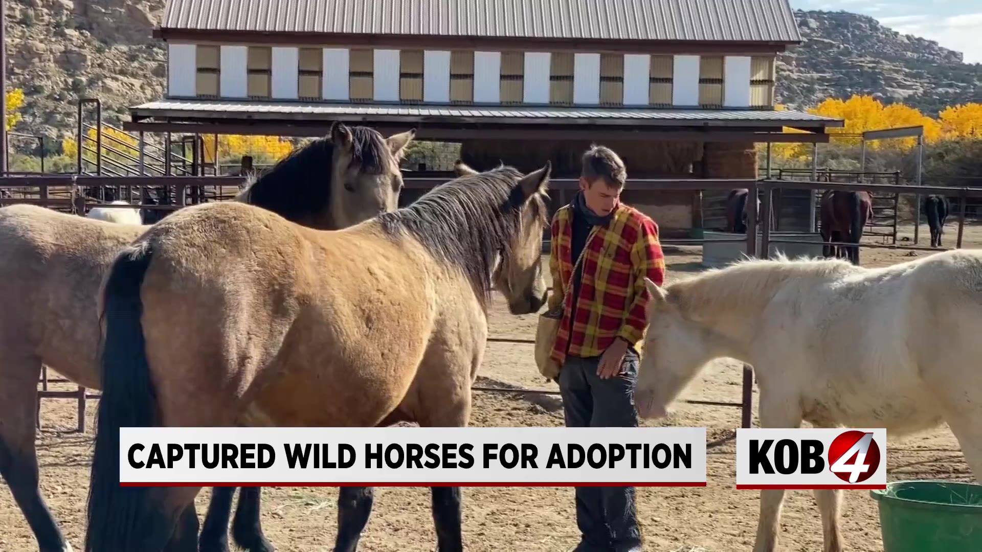 Wild horses from Mesa Verde National Park arrive at New Mexico Animal Shelter