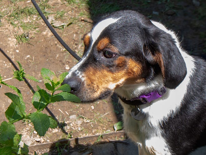 Finished Sensory Dog Garden created by Girl Scout Angelina Schoener, 14, of Bensalem, and her team, at the Women's Humane Society, in Bensalem, on Saturday, June 25, 2022, as Buddy, a six months old shelter puppy takes a sniff of the mint plant.