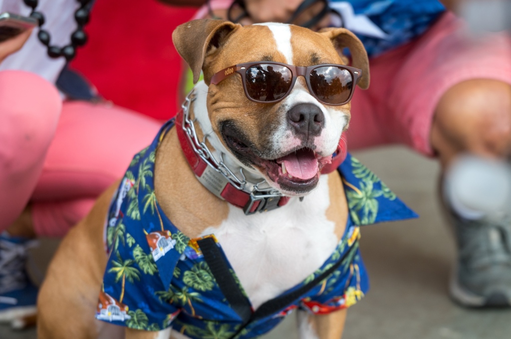 ‘Strut Your Mutt’ fundraiser animal society gives dogs chance to dress to impress – Daily News