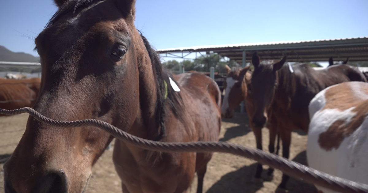 Animal Equality Finds US Horses Awaiting Slaughter in Mexico
