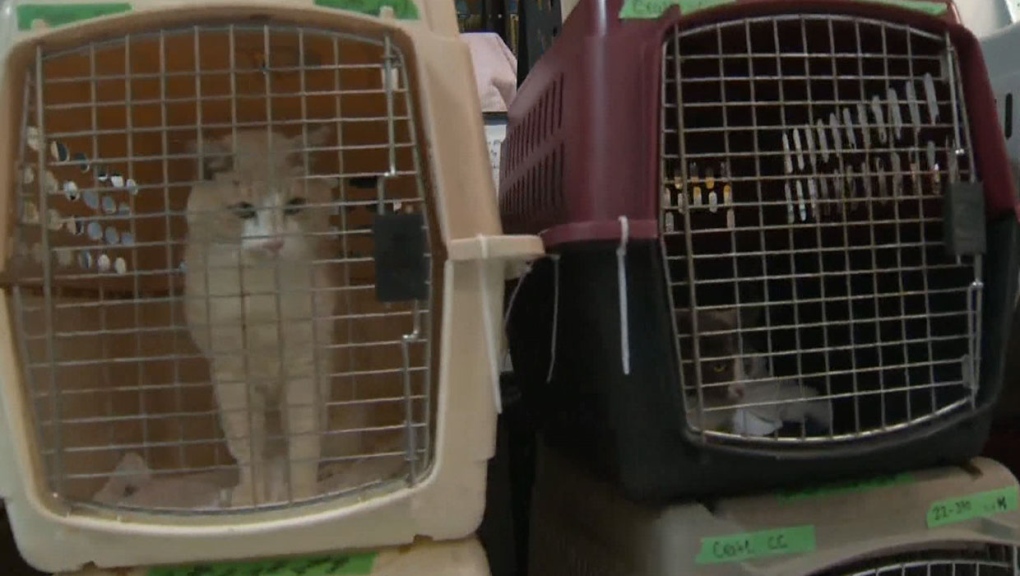 Animal agency seeks support to care for 50 surrendered cats