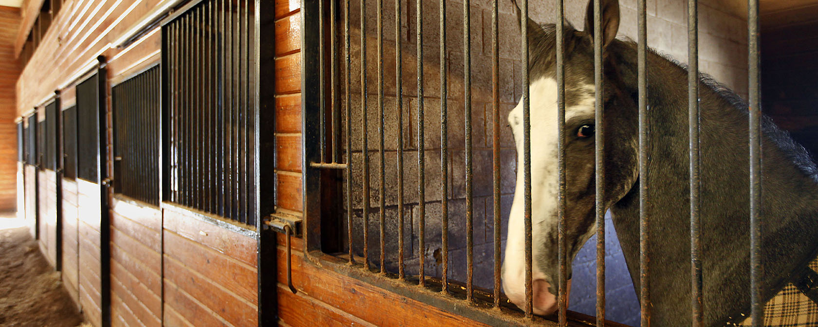 As the House votes to stop soring of horses, it’s PAST time