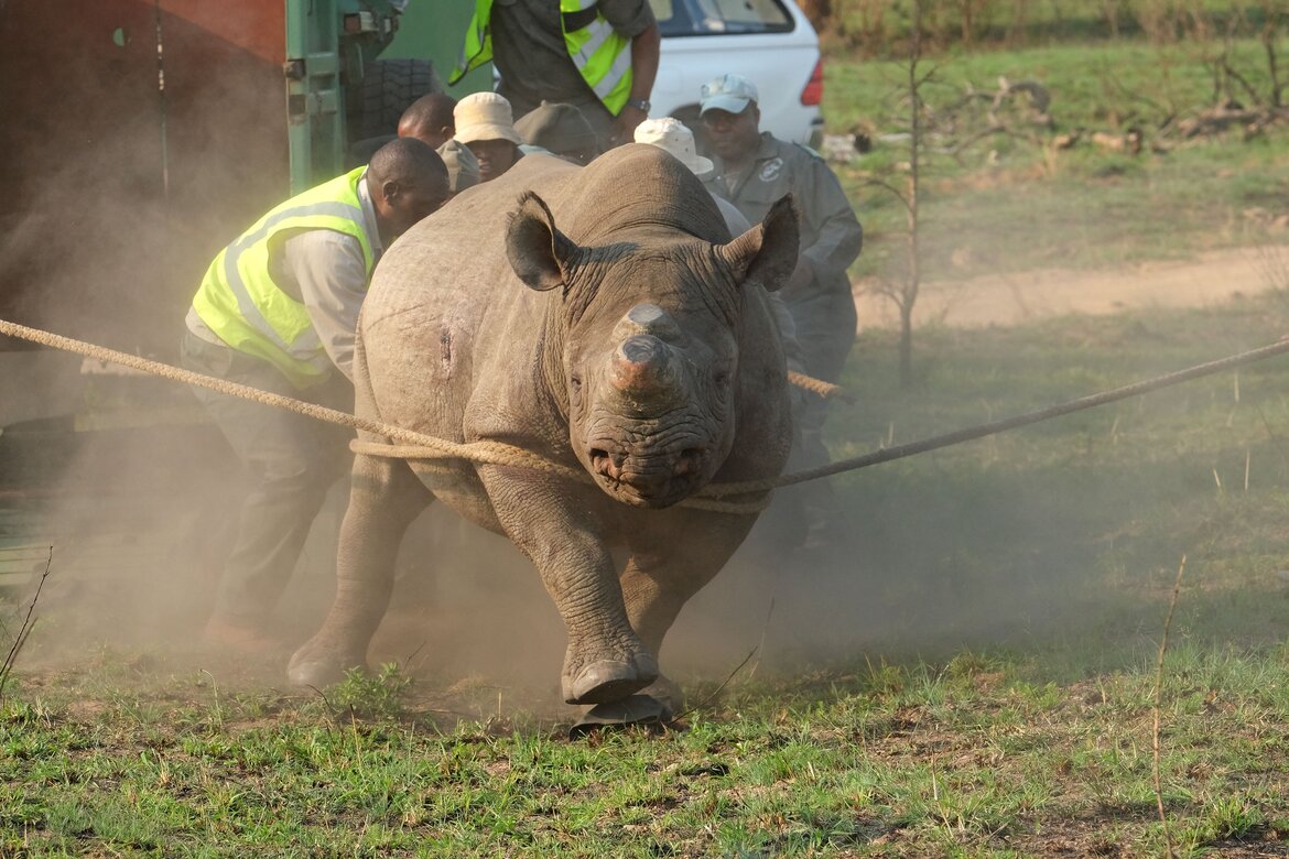 Black Rhino Release of Four Orphans Back into the Wild