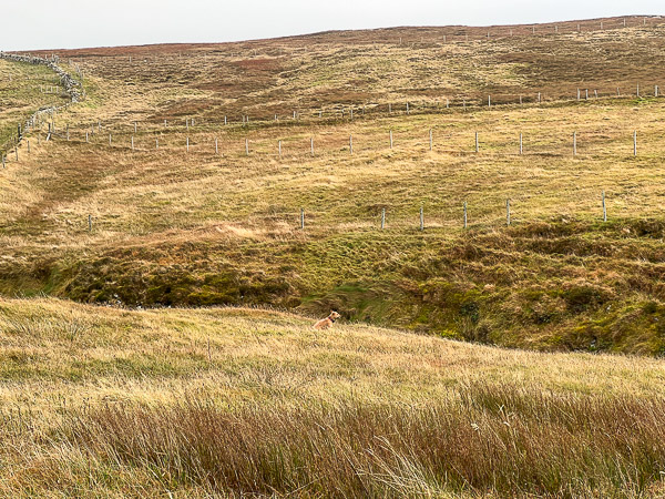Camouflage | My Shetland
