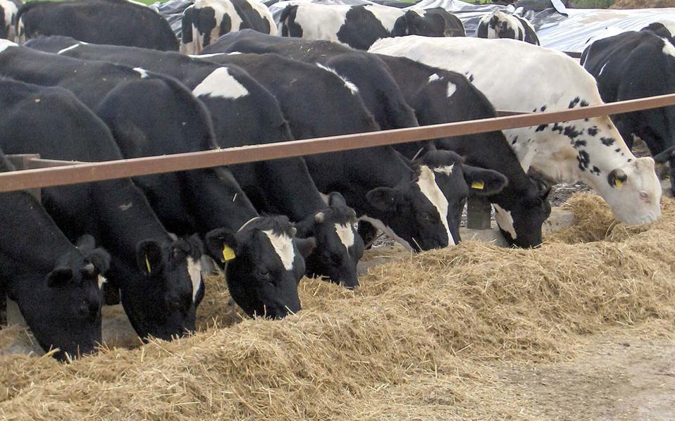 Expensive animal feed hurting livestock farming