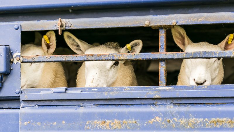 Germany tightens animal transport rules, urges EU-wide follow-up – EURACTIV.com