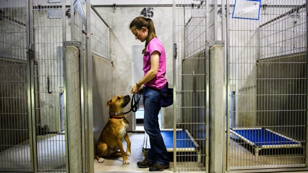 How ARPA funds could pay for new animal shelter