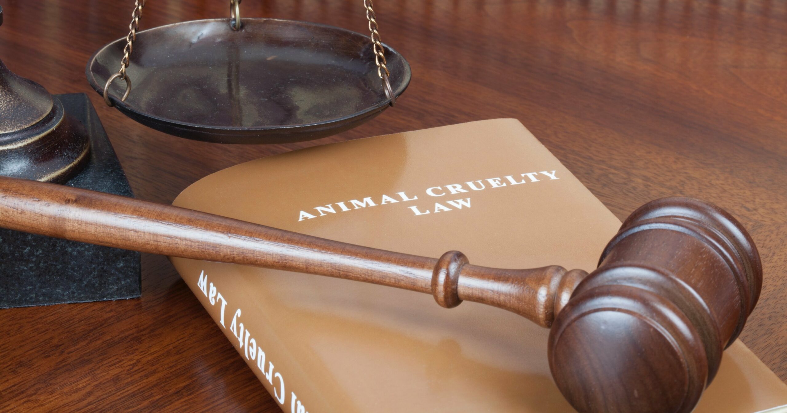 This GW Animal Law Program Aims to Strengthen Animal Rights
