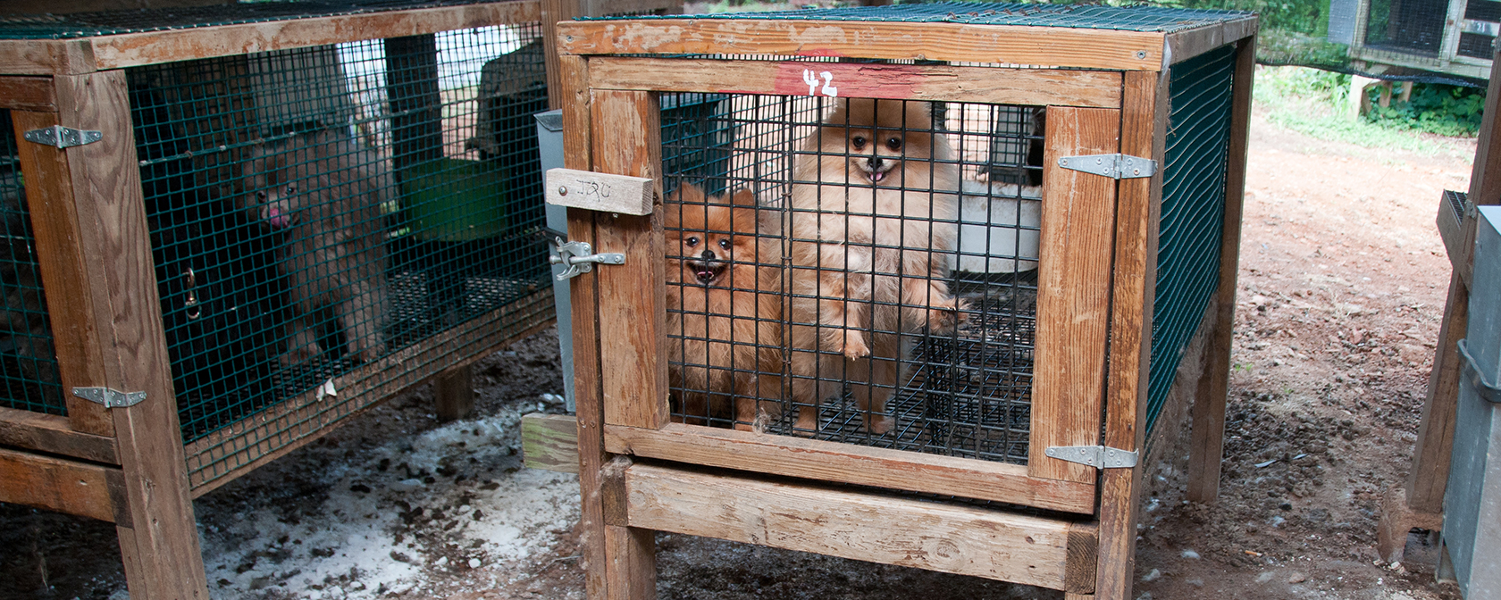 2022 was a winning year in our fight to stop puppy mills