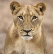 Animal Channeler: Channeled Messages from Lioness!