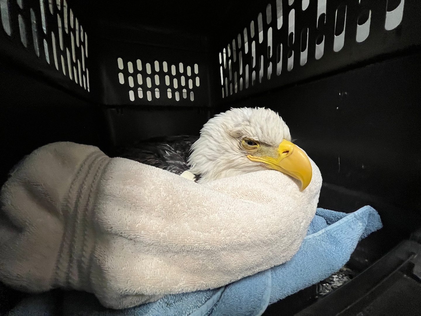 Bald eagles poisoned near landfill where euthanized animals were dumped