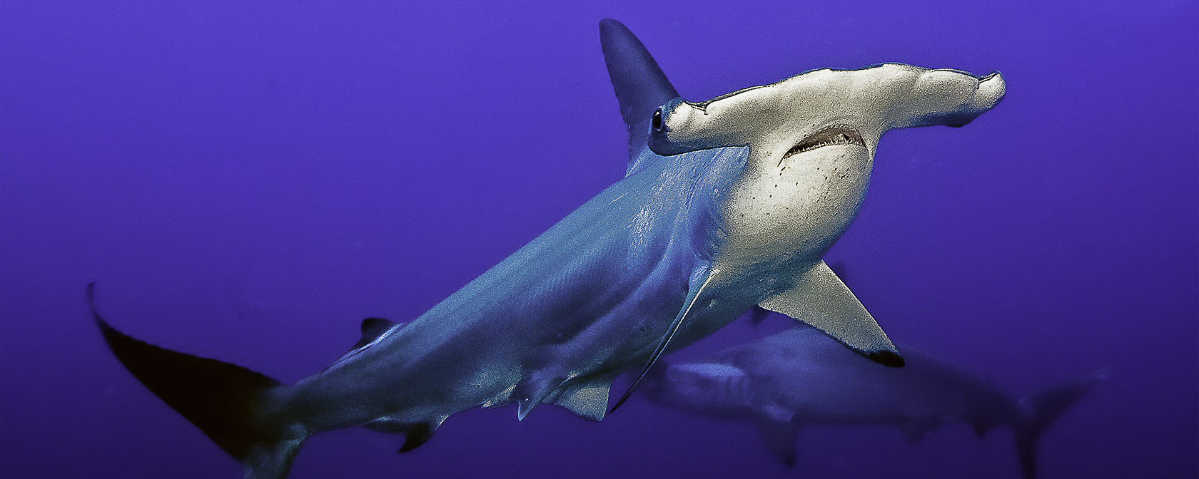 Breaking: Major wins for sharks and other wild animals in key legislative package