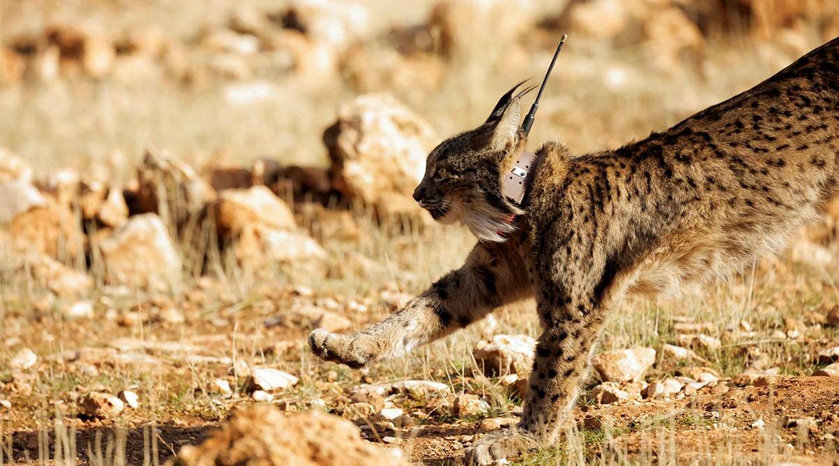 Iberian lynx, extinct animals