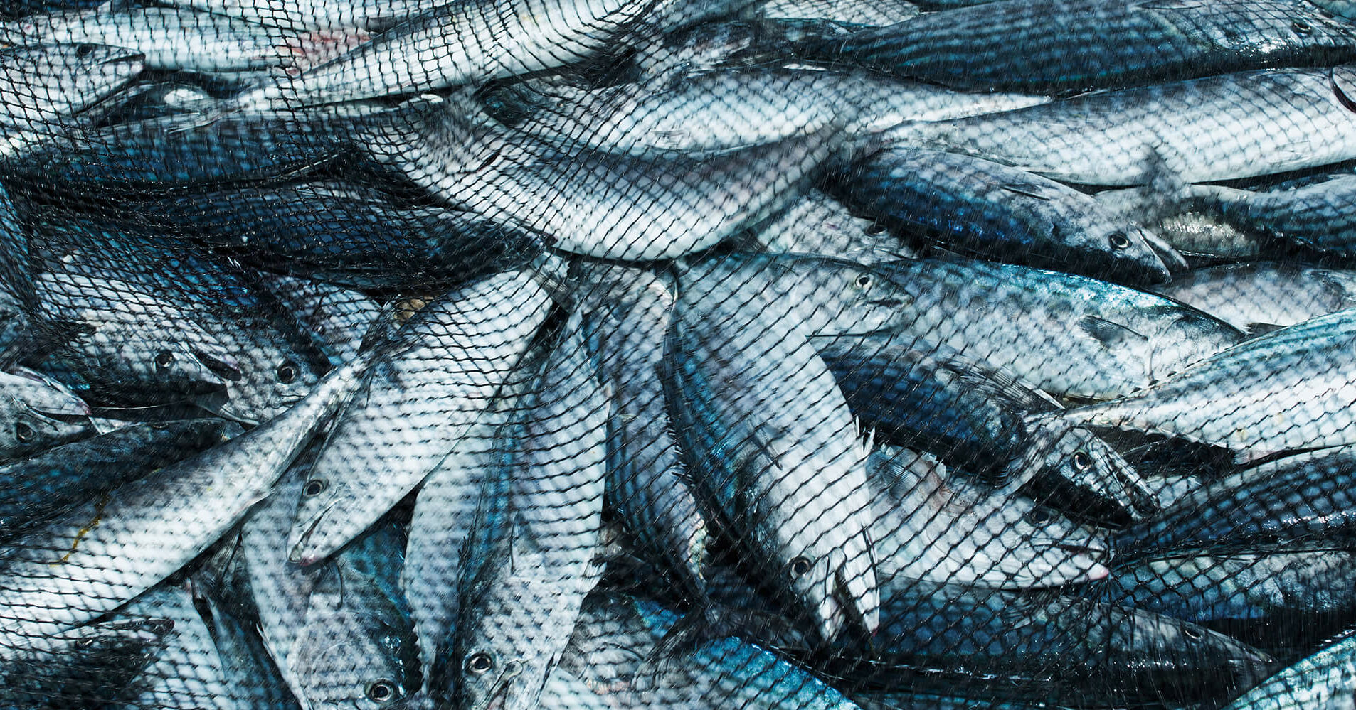 Farmed Fish Are Suffering, by Animal Equality