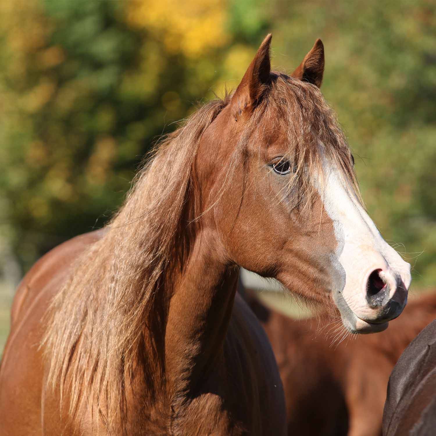 Horse Meat Unfit for Human Consumption Sold, 35 Arrested