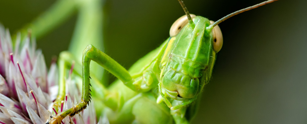 Insects May Feel Pain, So What Does That Mean For Animal Welfare Laws? : ScienceAlert