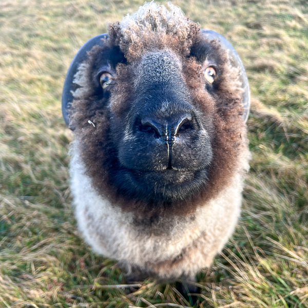 Lambie, the Mysogynist | My Shetland