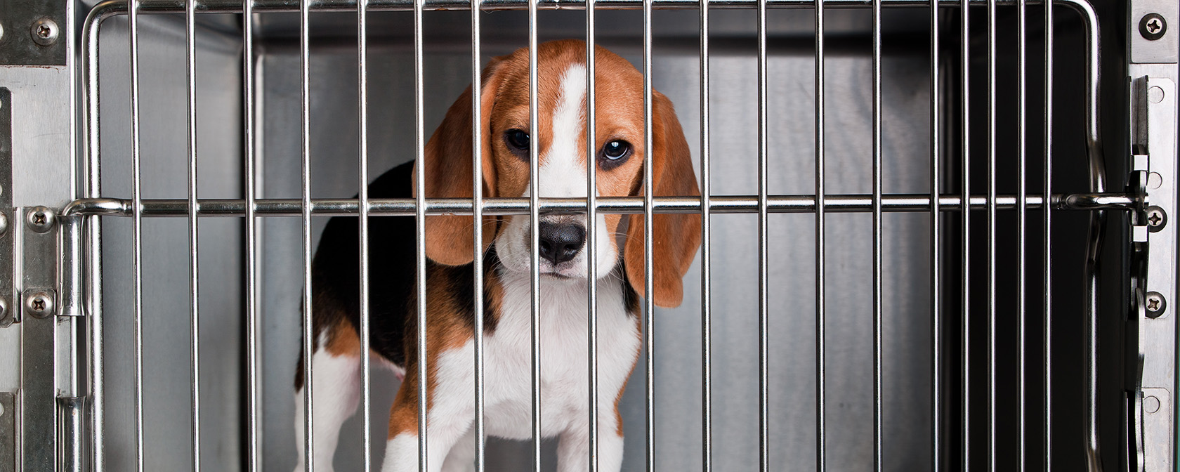 New York state bans cosmetics animal testing, capping off a year of wins for animals in labs